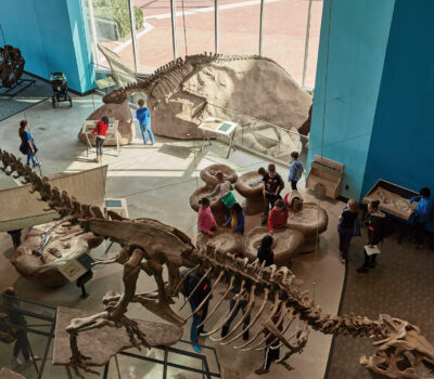 Dig for dinosaurs at the Maryland Science Center