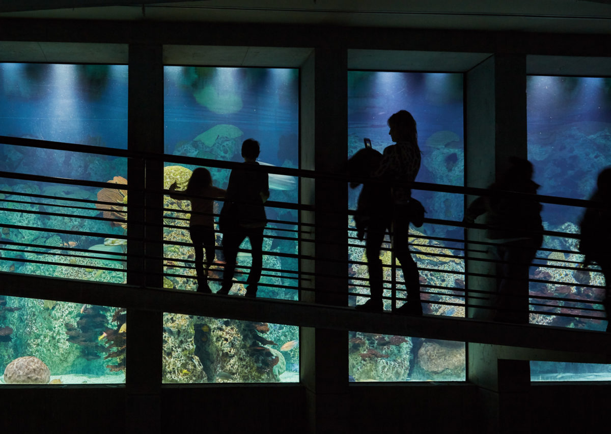 People silhouetted looking at sharks at The National Aquarium in Baltimore.