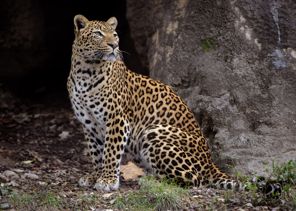 A leopard at the Maryland Zoo In Baltimore.