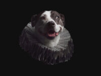 the Puptrait Studio