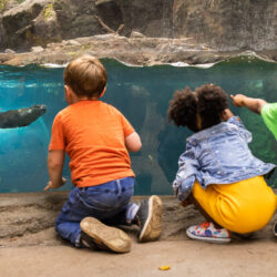 Maryland Zoo in Baltimore, The