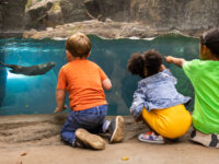 Maryland Zoo in Baltimore, The