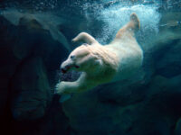 Maryland Zoo in Baltimore, The