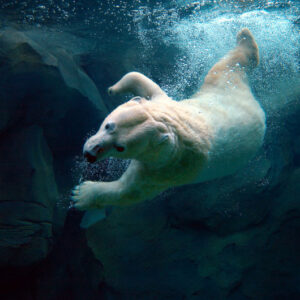 Maryland Zoo in Baltimore, The