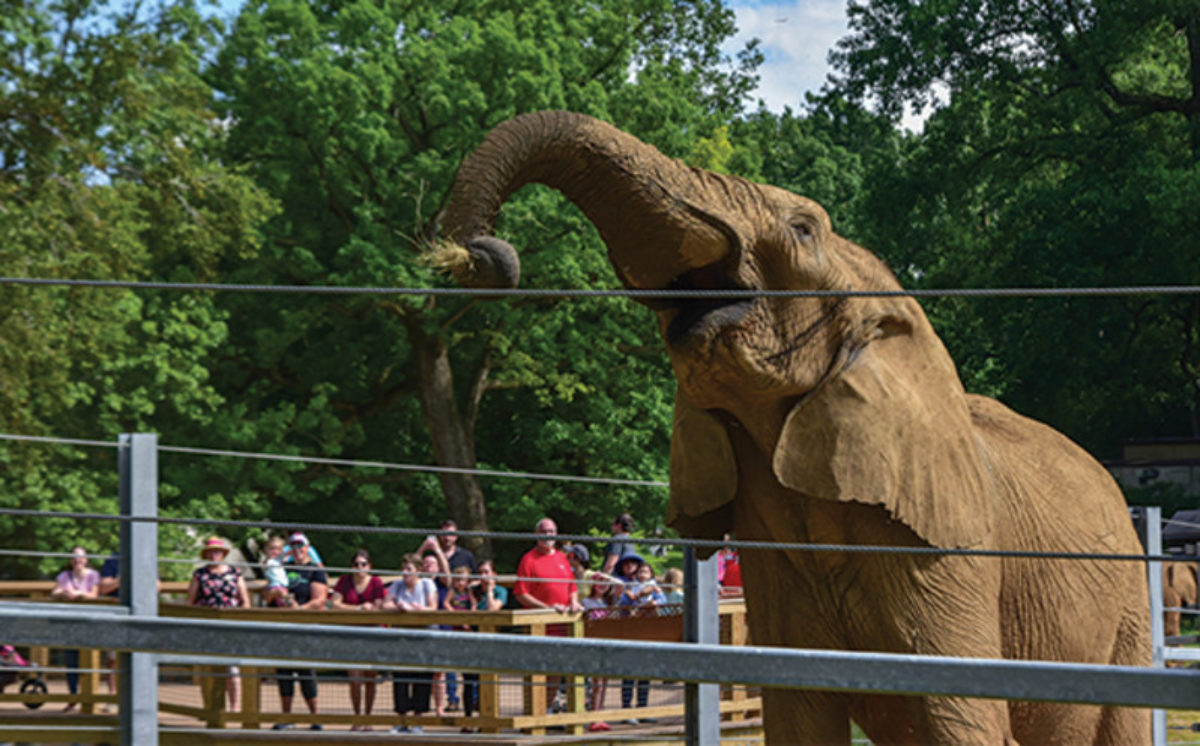 Elephant eating grass on a sunny day. Visitors are watching from a platform in the background.