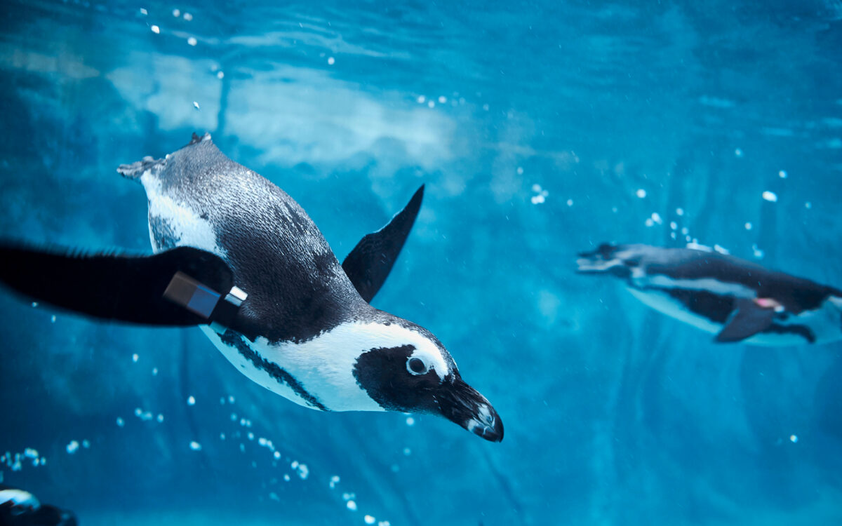 Penguins Swimming at the Zoo