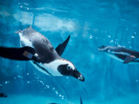 Maryland Zoo In Baltimore