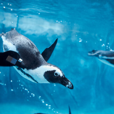 Maryland Zoo In Baltimore