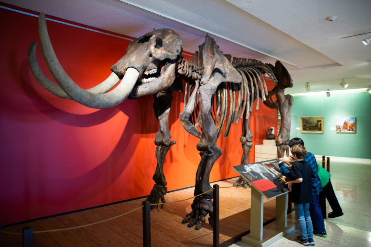 Children looking at a Mastodon skeleton replica