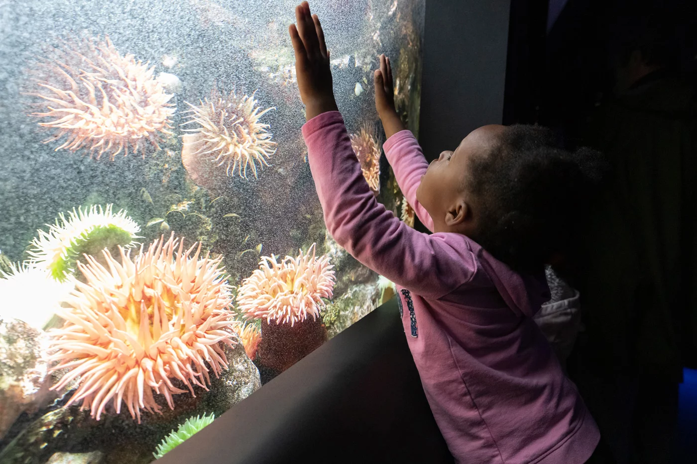 Child touching a tank with anemones at the National Aquarium.