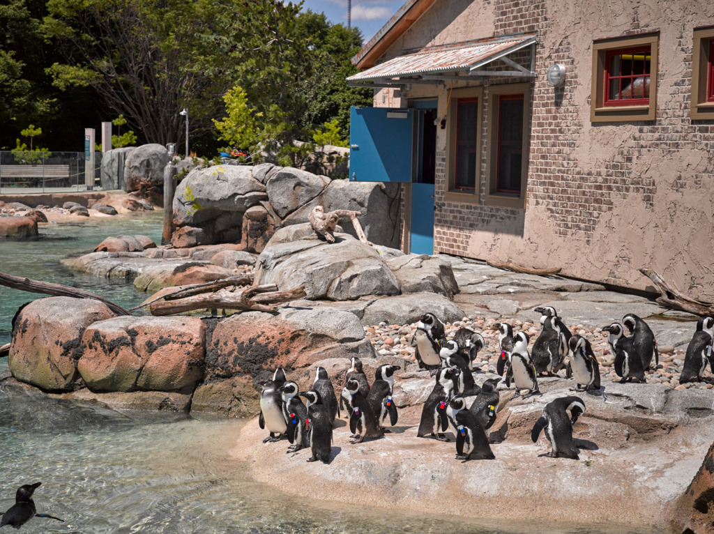 Magellanic penguins standing on a rock in the sun at the Maryland Zoo.