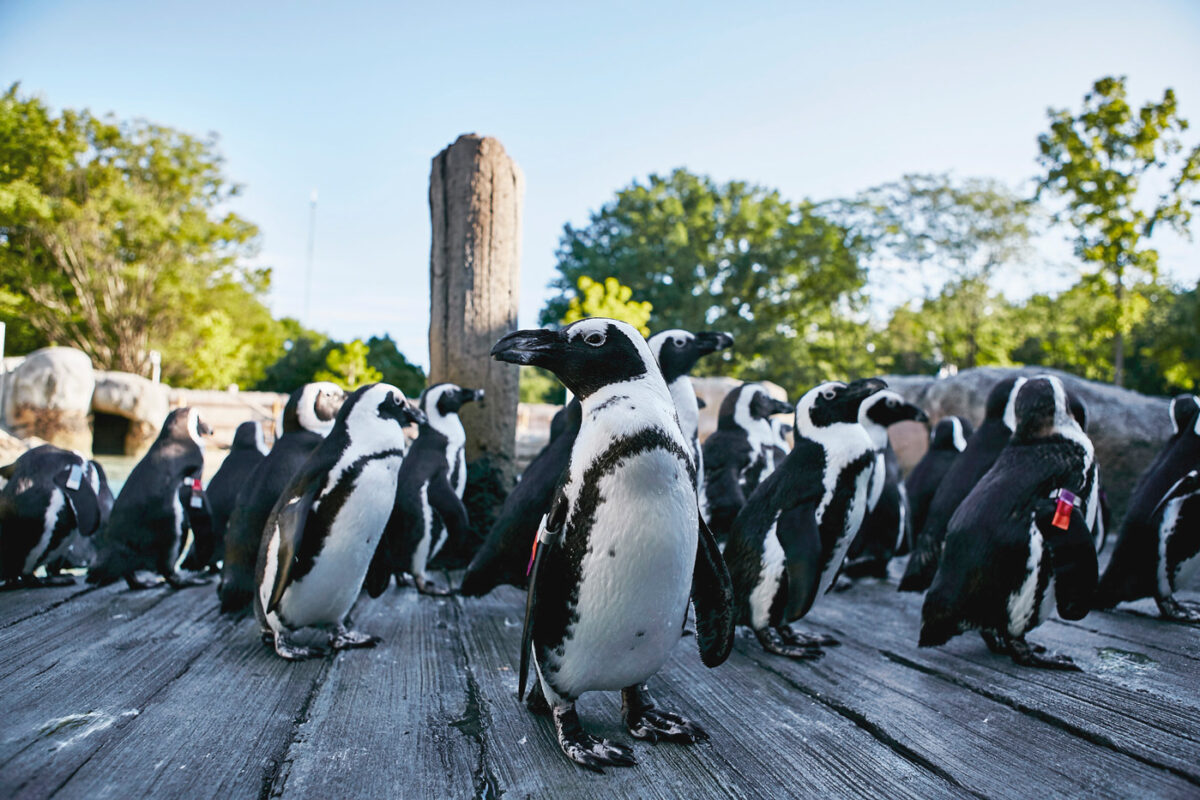 Close up of Magellanic penguins on a deck on a sunny day.