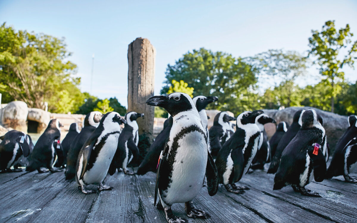 Close up of Magellanic penguins on a deck on a sunny day.