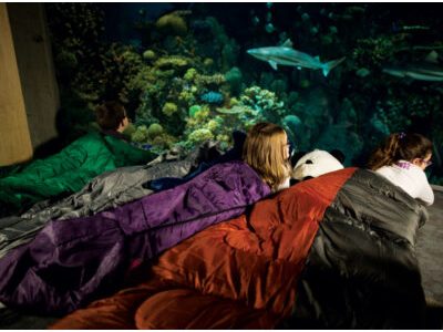 Aquarium Sleepover
