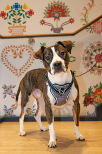 A Foster Dog at Hotel Revival