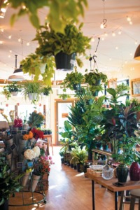 Plant store