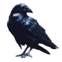 raven