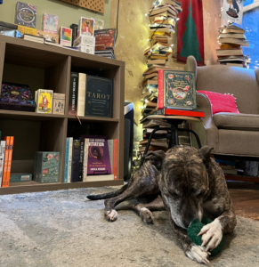 A dog chews on a toy in a bookstore