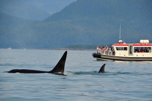 2 Orcas Swimming with Boat in Background