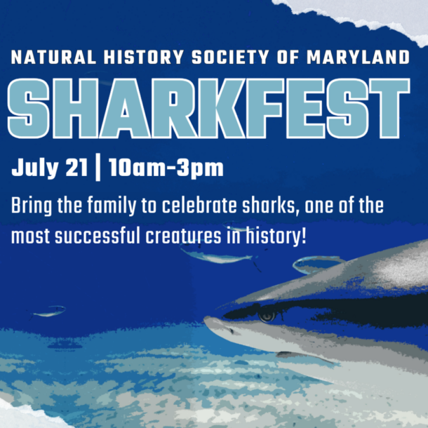 SharkFest 2024 Visit Baltimore