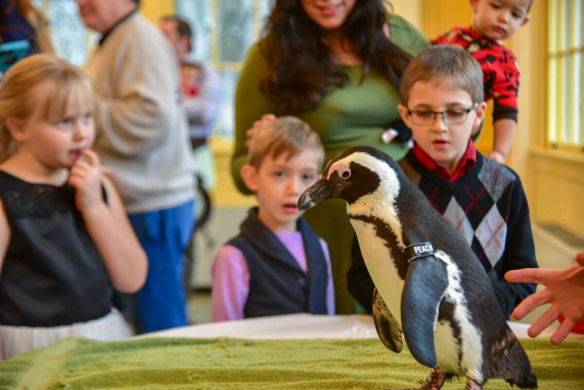 kids watching a penguin