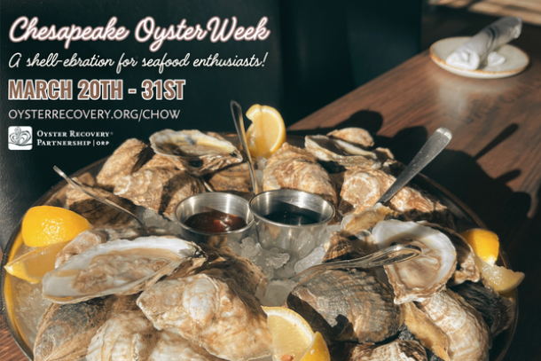 Chesapeake Oyster Week (ChOW) graphic