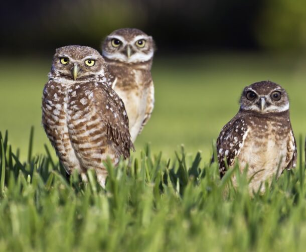 3 owls